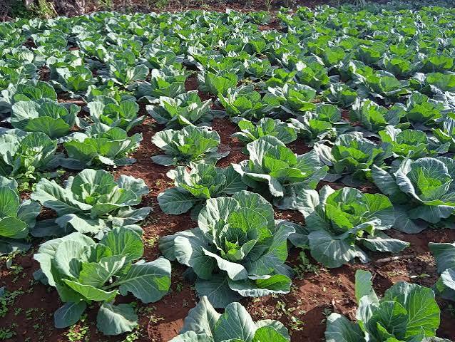 Agriculture